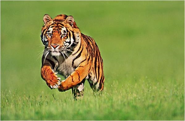 属虎女人更佳婚配表，属虎的女生跟哪些属相配对