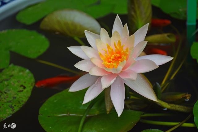 夫妻俩都是属鼠的好不好，夫妻两个都属鼠好吗