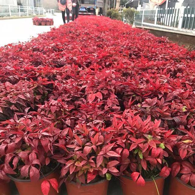 今年本命年牛年运势，73年牛2022 年财运