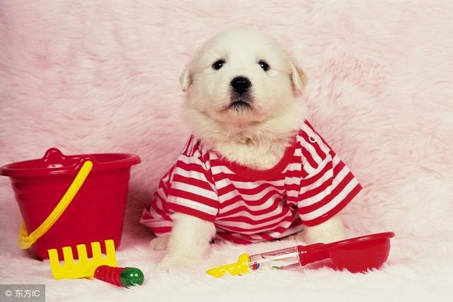 鼠的情人是什么生肖,子鼠卯兔十二生肖口诀