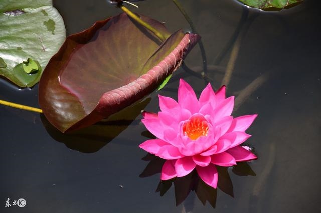 属羊男跟属兔女相配吗，属兔女和属羊男相配