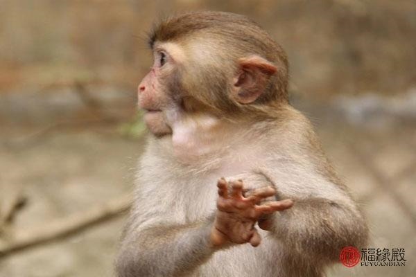 属猴男士的更佳婚配，92年猴男最宜婚配对象