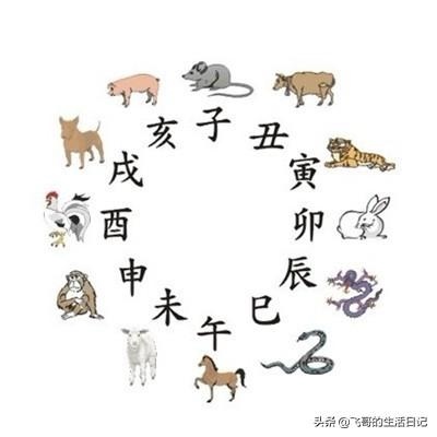 生肖鼠性格特点缺点，属鼠人的性格和优缺点