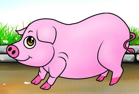 5年属猪的真爱，属猪1995年有几次婚姻"