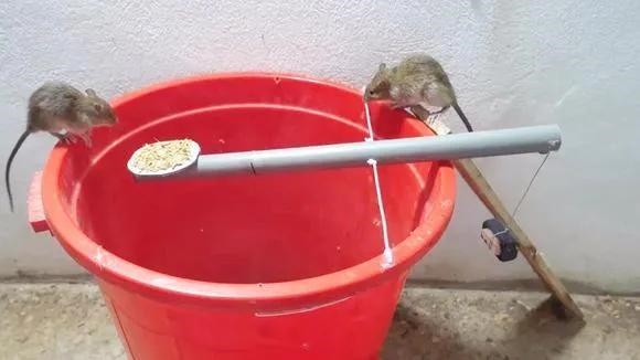 有什么办法让老鼠出来，晚上睡觉发现有老鼠怎么办