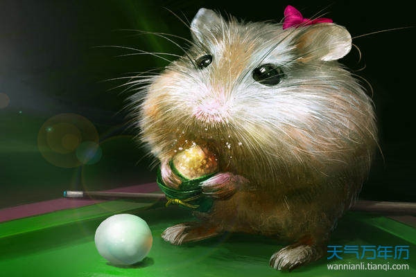 属鼠找属鼠的好不好，鼠先生和鼠太太可以结婚吗