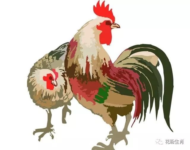 鸡跟鸡的属结婚好不好,老公属鸡我属鸡在一起好不好