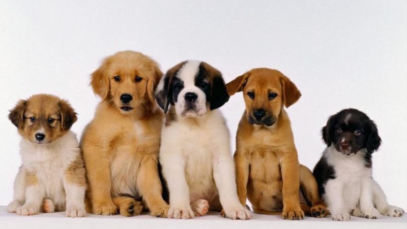 属狗人今年运程及健康方面，属狗今年运程2022