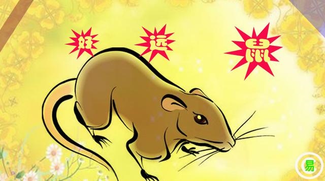 4属鼠未来5年运势走向，72年属鼠人2022