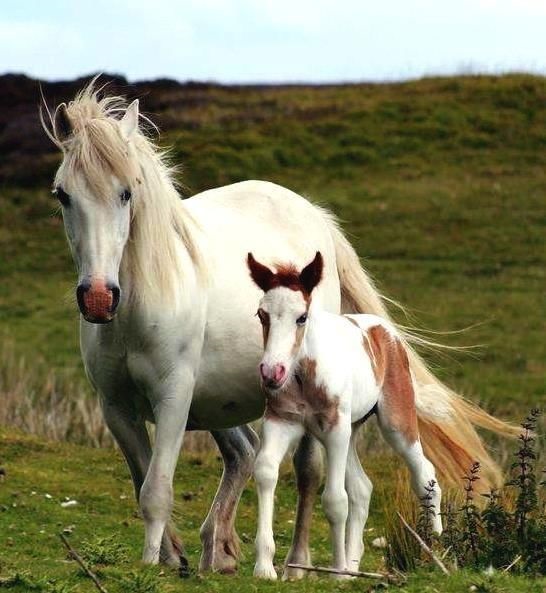 鼠宝和羊妈冲不冲，母亲属鼠儿孑属羊好吗