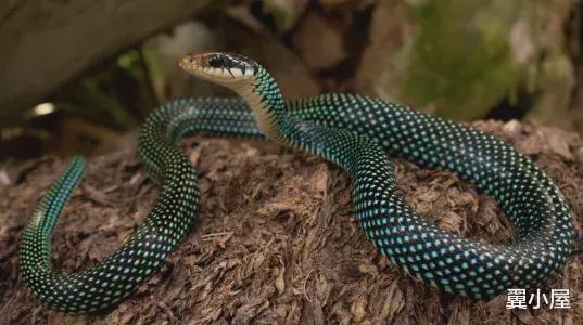 1属蛇的注定婚姻,2001属蛇的一生婚姻"