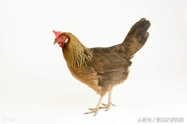 属鸡的今年下半年的运势怎么样，属鸡人下半年每月运稆