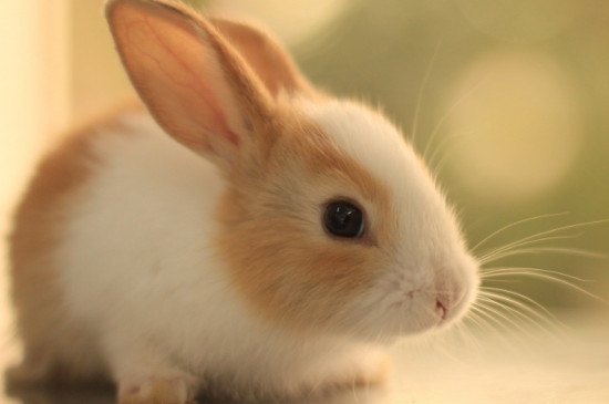 987年兔寿命断,1958年属狗的人什么命"