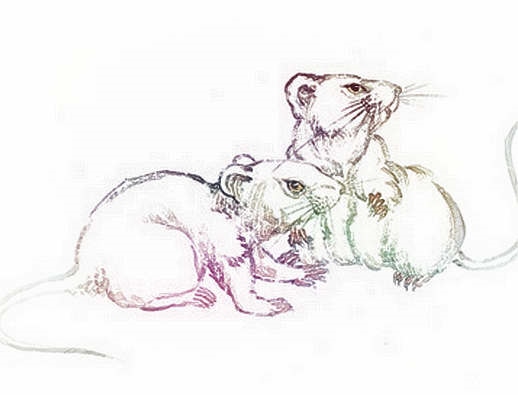 属老鼠和属兔的相配吗，属老鼠的和属兔的相克吗