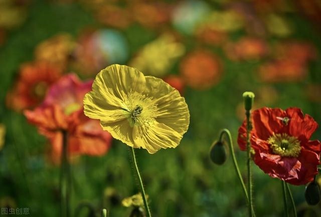3年兔男性晚年状况,1963每属兔一生有二婚"