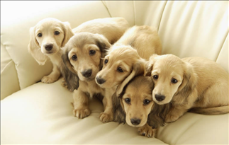 4狗女跟96鼠男婚姻合不合适，十二生肖婚姻配对表"