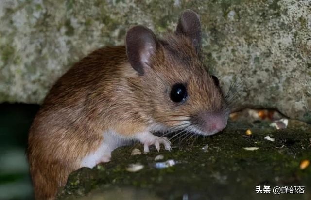 属鼠的特点和优点，属鼠性格特点及脾气