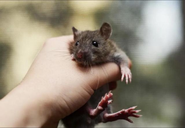 有什么办法让老鼠出来，晚上睡觉发现有老鼠怎么办