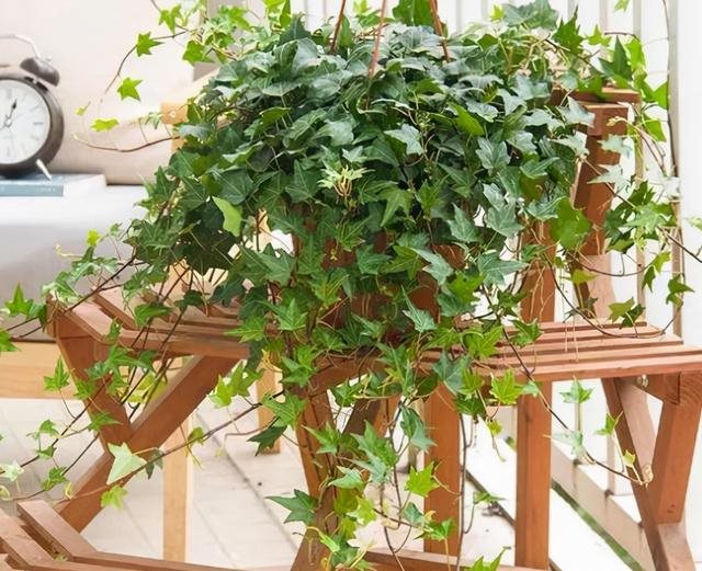 属鼠人的卧室里放什么花卉，属鼠床头如何摆放