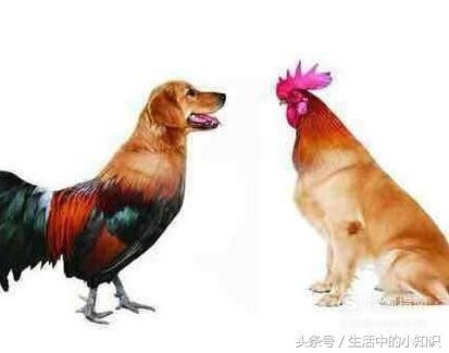 生肖鸡和生肖猴合不合，生肖鸡和生肖猴合财吗