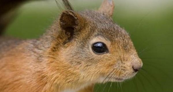 属鼠的男女性格相同吗，属鼠男决定放弃一个人的表现