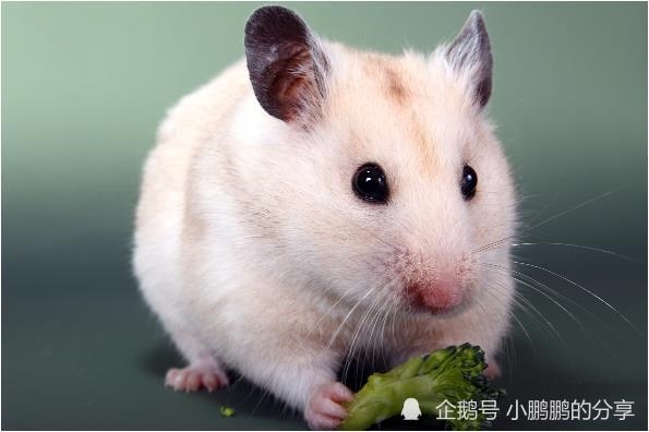 972年属老鼠是什么命,72年属鼠2022