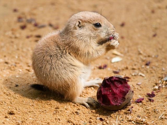 属鼠和属羊的相克是真的吗，属羊属鼠相克怎么化解