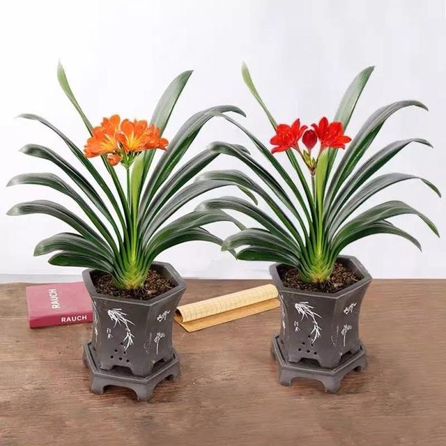 属鼠的人不适合养什么植物，属鼠的种什么花最合适