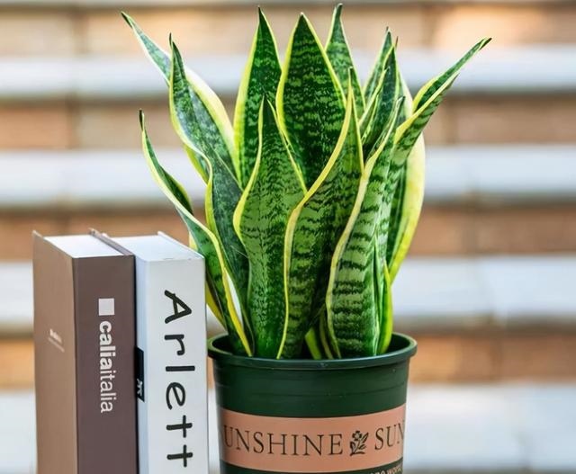 属鼠人的卧室里放什么花卉，属鼠床头如何摆放