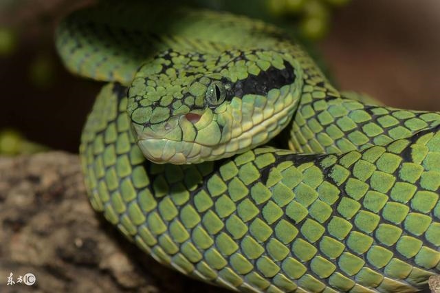 属蛇的农历十月份运势,属鼠农历每月运势