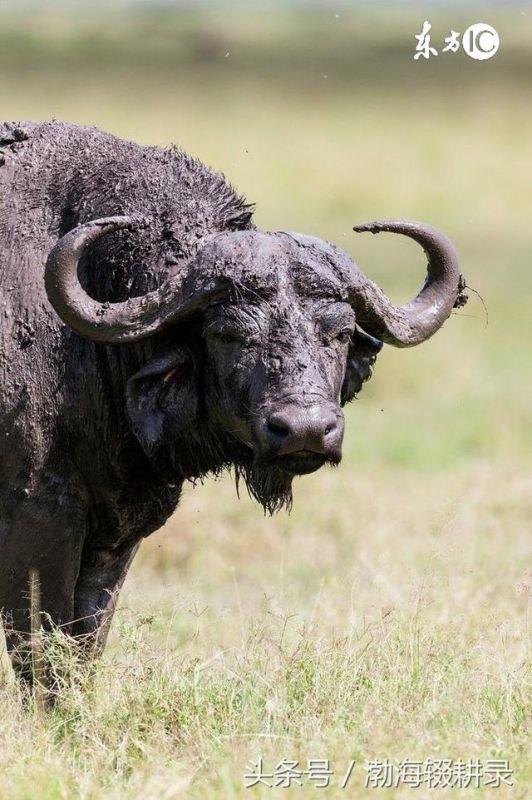 4年龙和65年蛇婚姻好吗，女龙男蛇结婚能到老吗"