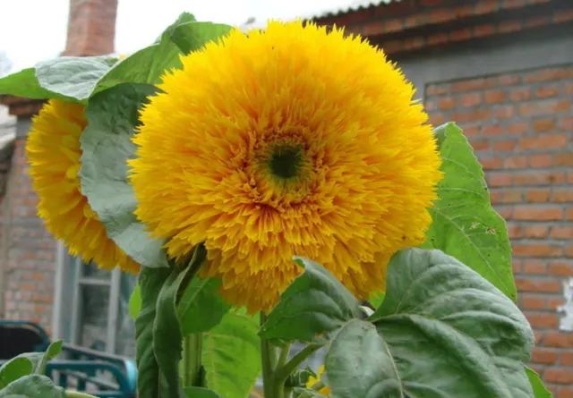 属鼠男人对待老婆，属鼠男人出轨后的表现