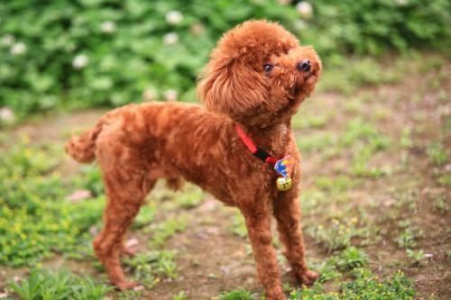 属兔人的性格和脾气l，属兔的生肖好不好