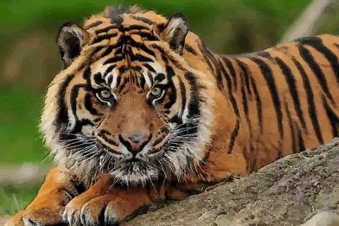 6年属虎的发财方向，1986年属虎人最难熬年龄"