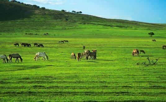 2年属狗什么时候交大运,1982属狗40岁后有十年大运"