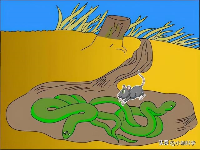 十二生肖蛇鼠是天敌吗，属蛇和属鼠的合不合