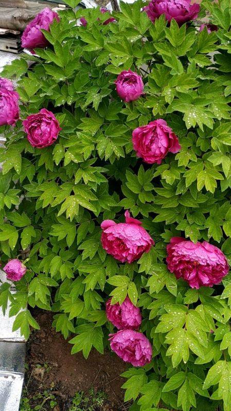 今年本命年牛年运势，73年牛2022 年财运