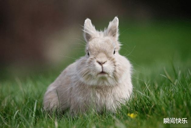 属兔的与属鼠的相配吗，1996鼠与1999兔必有二婚