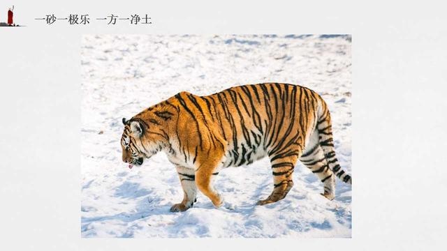 974年属虎最终寿命，74年属虎人寿命多长"