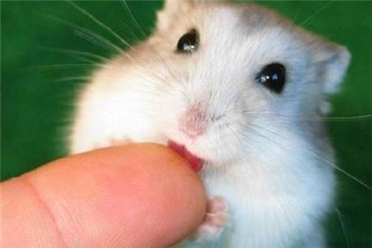 八四年属鼠一生的劫难,1984年属鼠女桃花劫