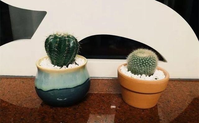 属鼠的种什么植物旺财又旺运，2022 年属鼠养什么植物