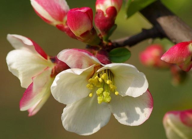 兜兜转转在一起的生肖配对，恋爱最甜蜜的4组生肖配对