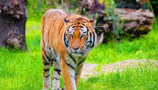 8年的两只虎结婚,男虎98女虎98能结婚吗"