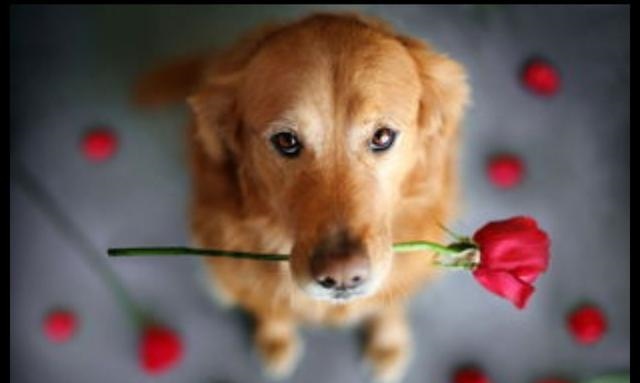 属狗人今年运程及健康方面，属狗今年运程2022