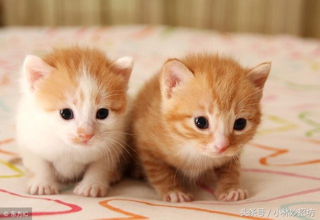 属鼠人的克星都是哪些，属蛇人一辈子的克星