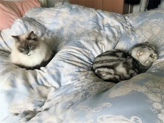 最有效驱鼠猫叫声，猫吓老鼠的真实叫声