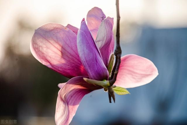 3年兔男性晚年状况,1963每属兔一生有二婚"