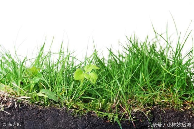 属鼠人的克星都是哪些，属蛇人一辈子的克星