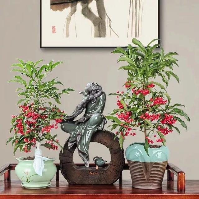 属鼠的幸运花和旺财花，十二生肖旺财植物花草