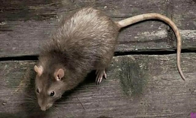 有什么办法让老鼠出来，晚上睡觉发现有老鼠怎么办